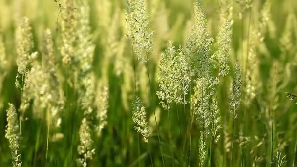 Herbe d'été 