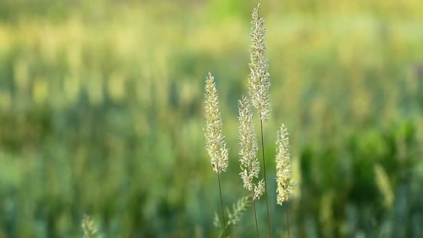 Herbe d'été 