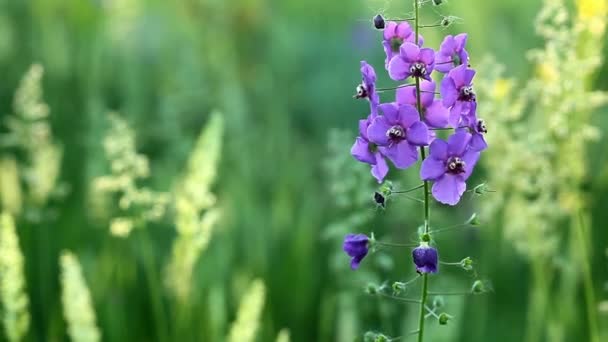Purple flowers — Stock Video