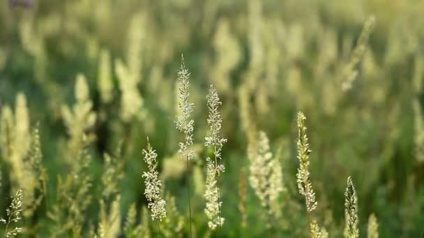 Herbe d'été 