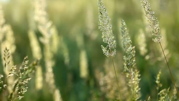 Herbe d'été 