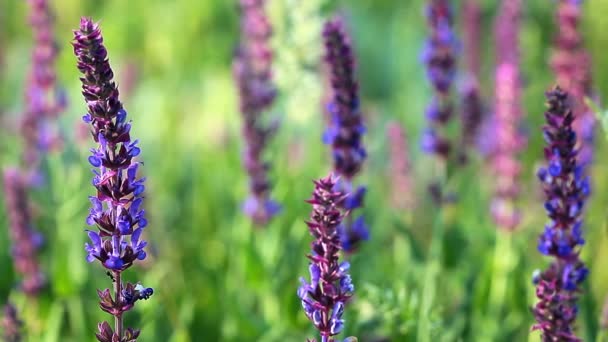 fleurs violettes