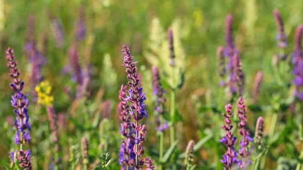 Flores púrpuras — Vídeos de Stock