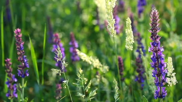fleurs violettes