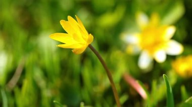 Bahar sarı çiçek