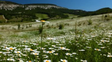 papatya çiçekleri alan