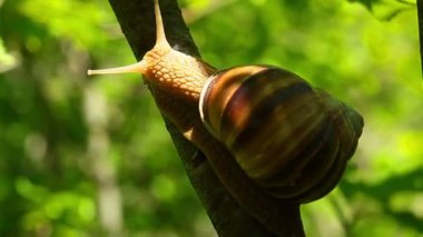 sürünerek salyangoz