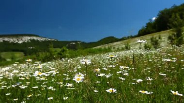 papatya çiçekleri alan