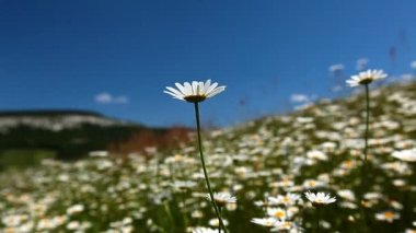 papatya çiçekleri alan