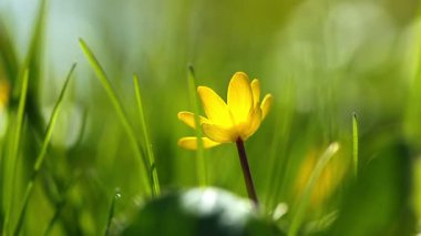 bahar sarısı çiçek