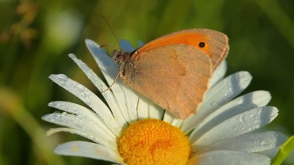 Borboleta em flor — Vídeo de Stock