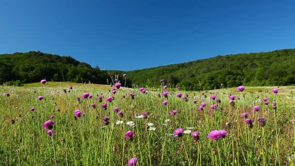 Flores púrpuras — Vídeos de Stock