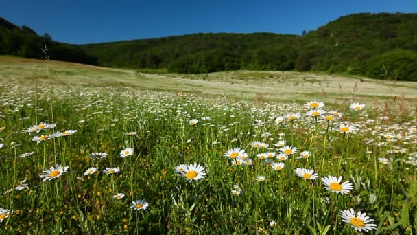 Kamomill blommor fält — Stockvideo