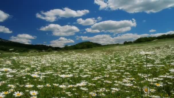 Chamomile flowers field — Stock Video