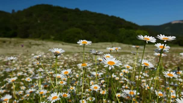 Kamille bloemen veld — Stockvideo