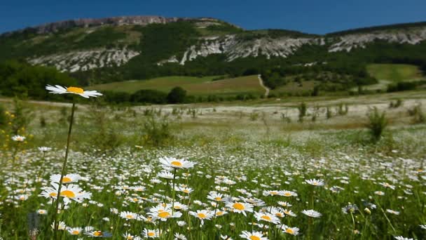 Champ de fleurs de camomille 