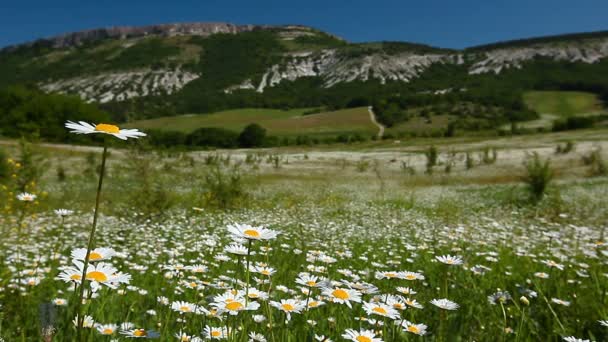 Camomila campo de flores — Vídeo de Stock