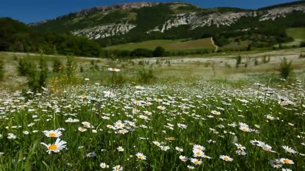 Champ de fleurs de camomille 