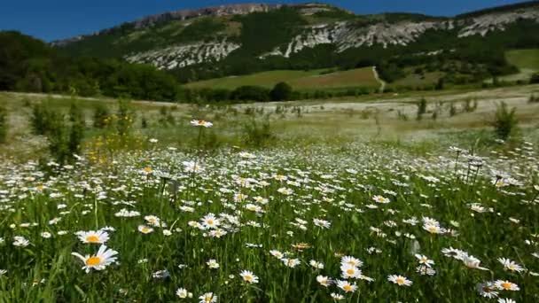 Camomila campo de flores — Vídeo de Stock