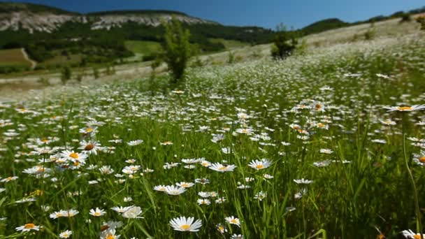 Kamomill blommor fält — Stockvideo