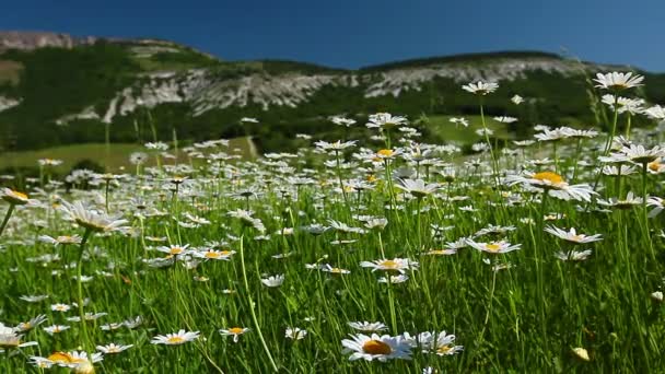 Camomila campo de flores — Vídeo de Stock