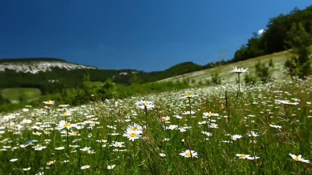 Camomila campo de flores — Vídeo de Stock