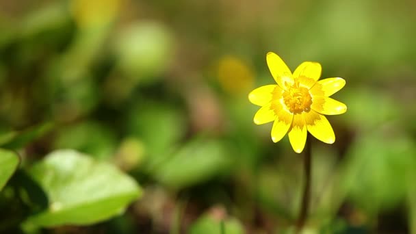 Jarní žlutý květ — Stock video