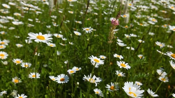 Camomila campo de flores — Vídeo de Stock