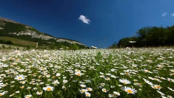 Camomila campo de flores — Vídeo de Stock