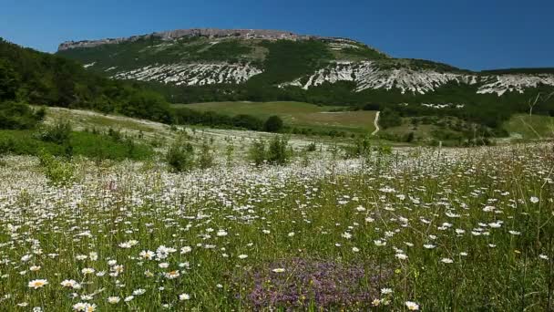 Camomila campo de flores — Vídeo de Stock