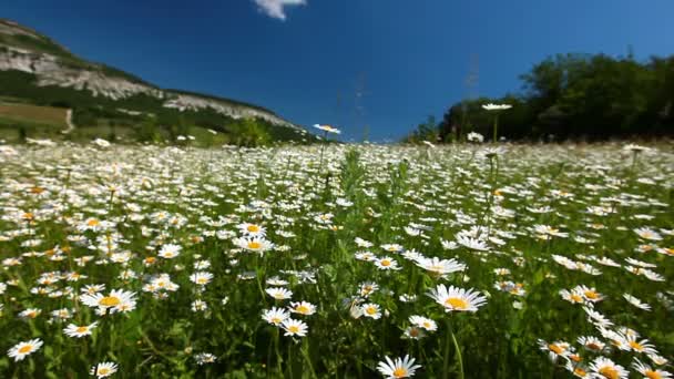 Kamomill blommor fält — Stockvideo