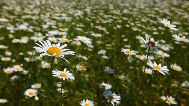 Camomila campo de flores — Vídeo de Stock