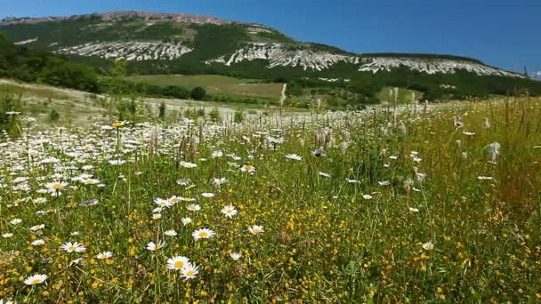 Camomila campo de flores — Vídeo de Stock