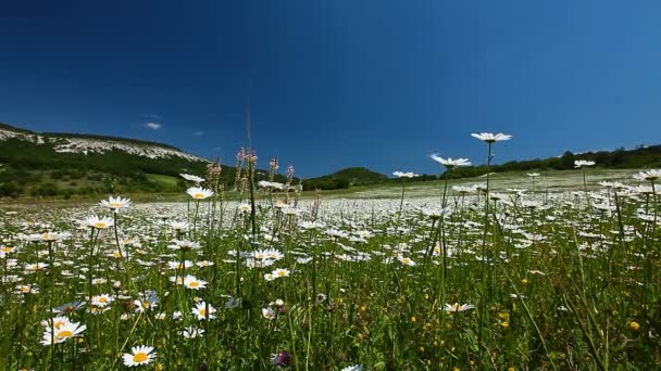 Champ de fleurs de camomille — Video