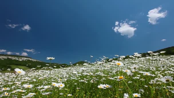 Chamomile flowers field — Stock Video