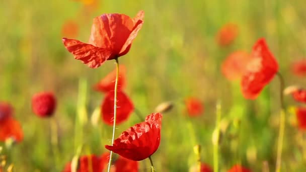 Fleurs de pavot 
