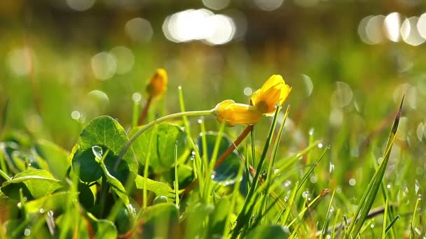 Frühling gelbe Blüten — Stockvideo