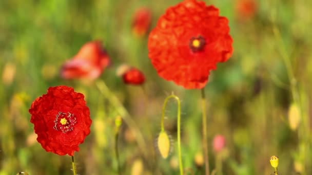 Poppy flowers — Stock Video