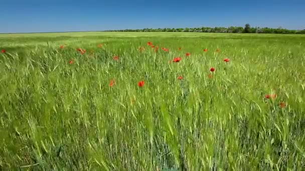 Campo de trigo verde — Vídeos de Stock