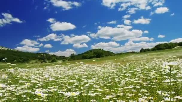 Camomila campo de flores — Vídeo de Stock