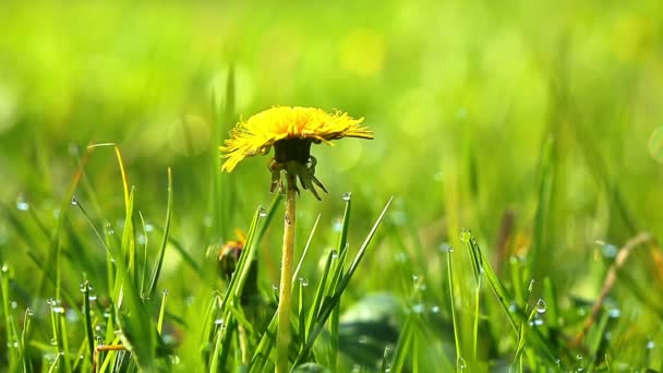 Herbe verte