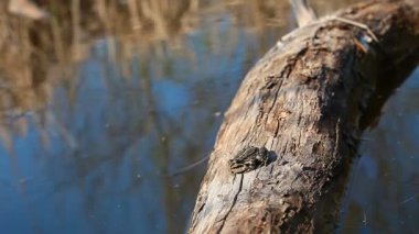 Kurbağa ve günlük