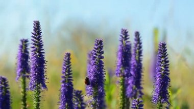 uğur böceği üzerinde çiçekler