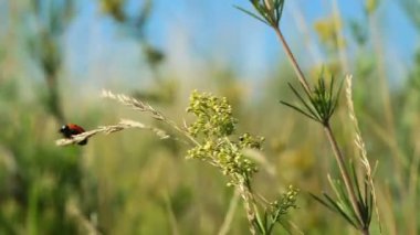 uğur böceği gezinme dal