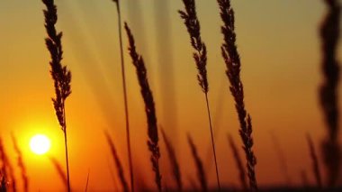 alan çiçek silhouettes