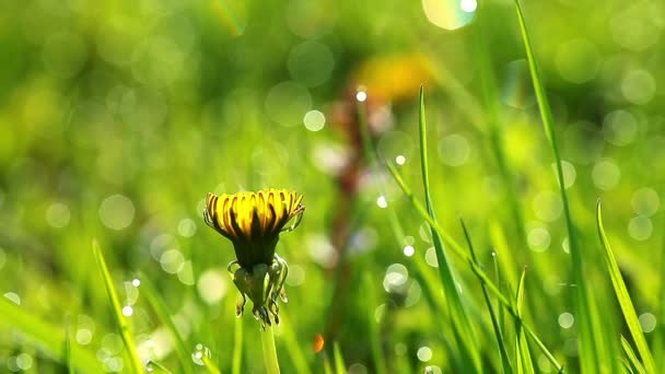 Sarı karahindiba çiçeği — Stok video