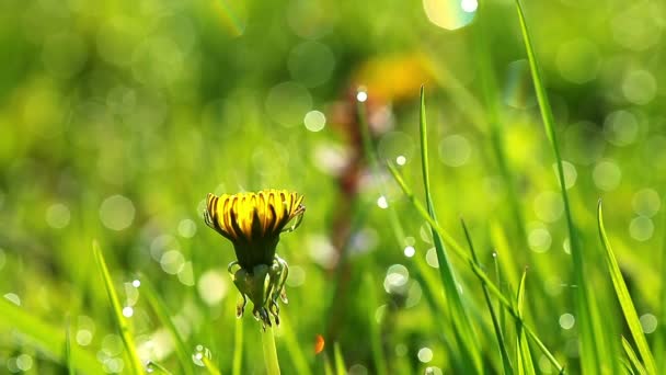 Flor de diente de león amarillo — Vídeo de stock