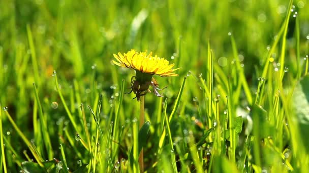 Flor de diente de león amarillo — Vídeo de stock