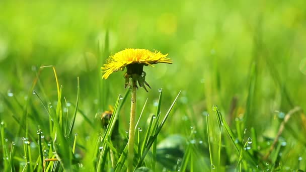 Yellow dandelion flower — Stock Video