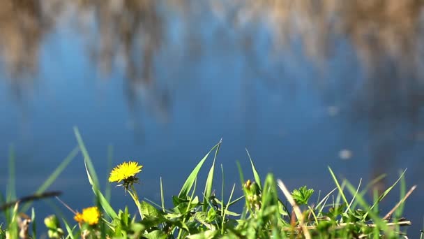 Gelbe Löwenzahnblüten — Stockvideo